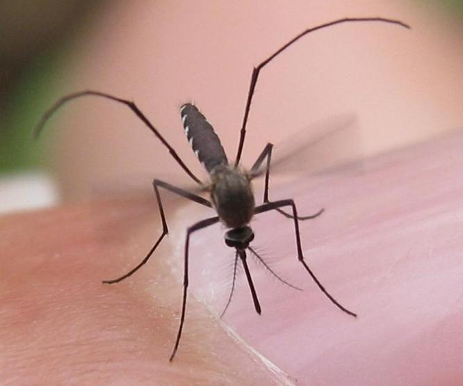 Sivrisinekten bulaşan Dang Humması (Dengue Fever) nedir, belirtileri nelerdir
