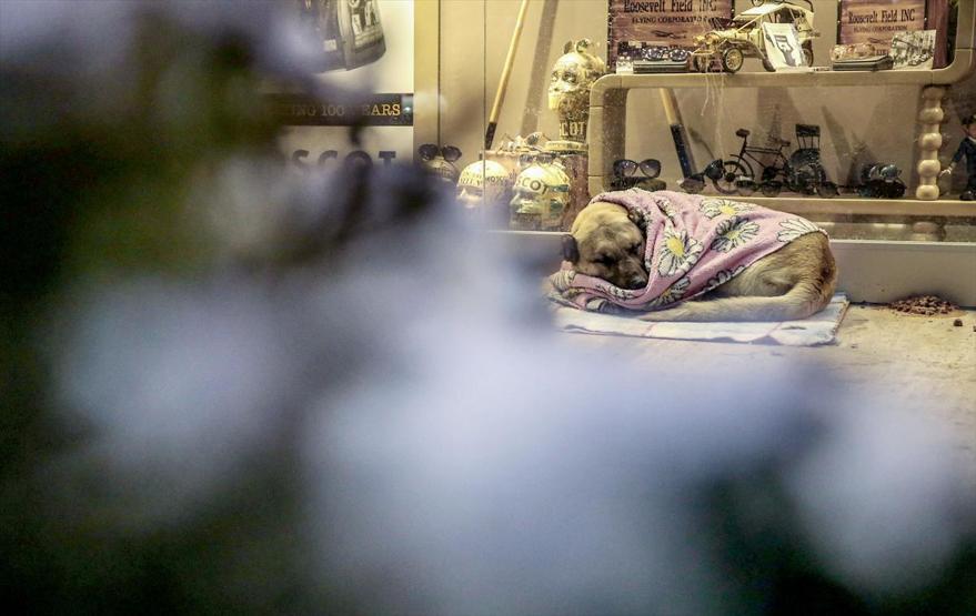 AVM girişi, sokak hayvanlarına barınak oldu