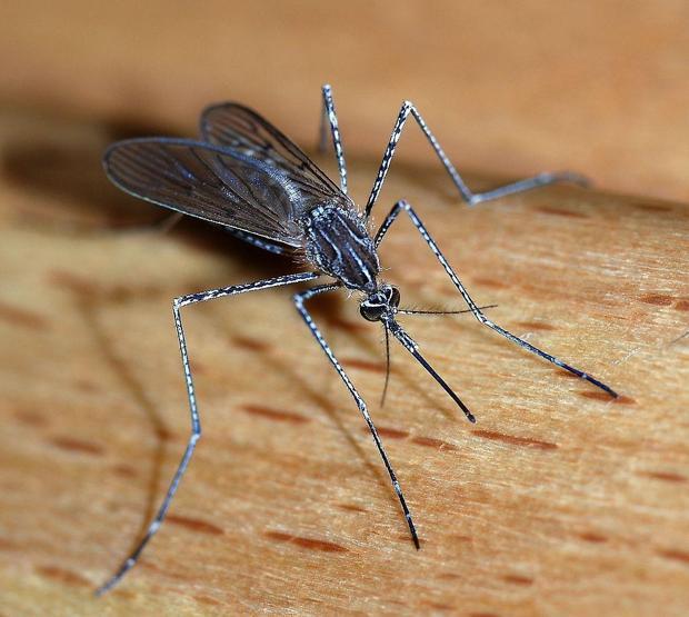 Sivrisinekten bulaşan Dang Humması (Dengue Fever) nedir, belirtileri nelerdir