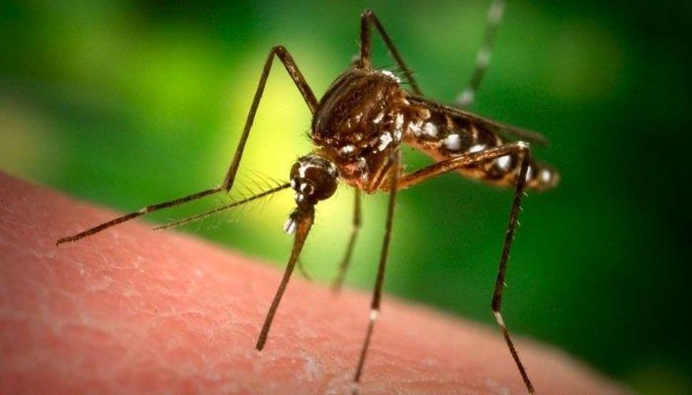 Sivrisinekten bulaşan Dang Humması (Dengue Fever) nedir, belirtileri nelerdir
