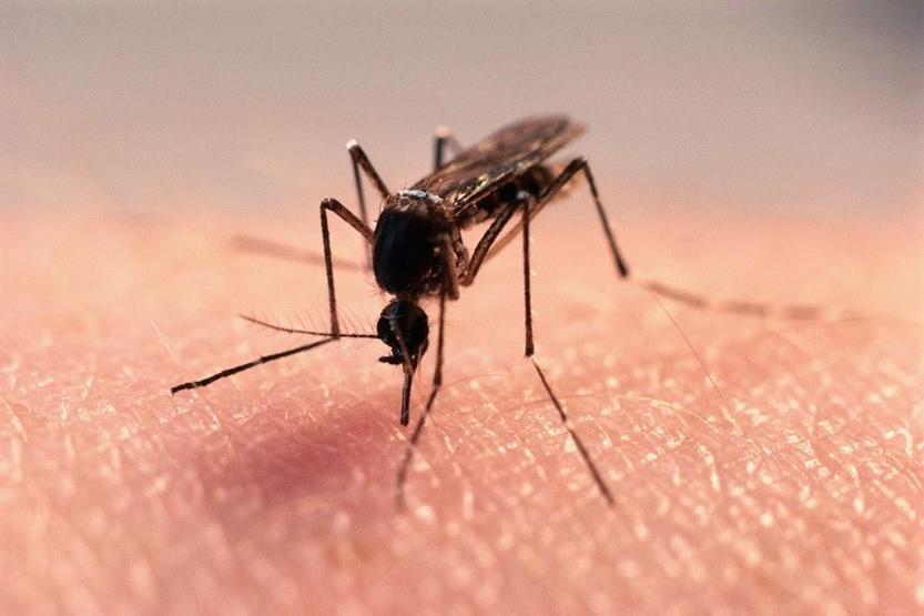 Sivrisinekten bulaşan Dang Humması (Dengue Fever) nedir, belirtileri nelerdir
