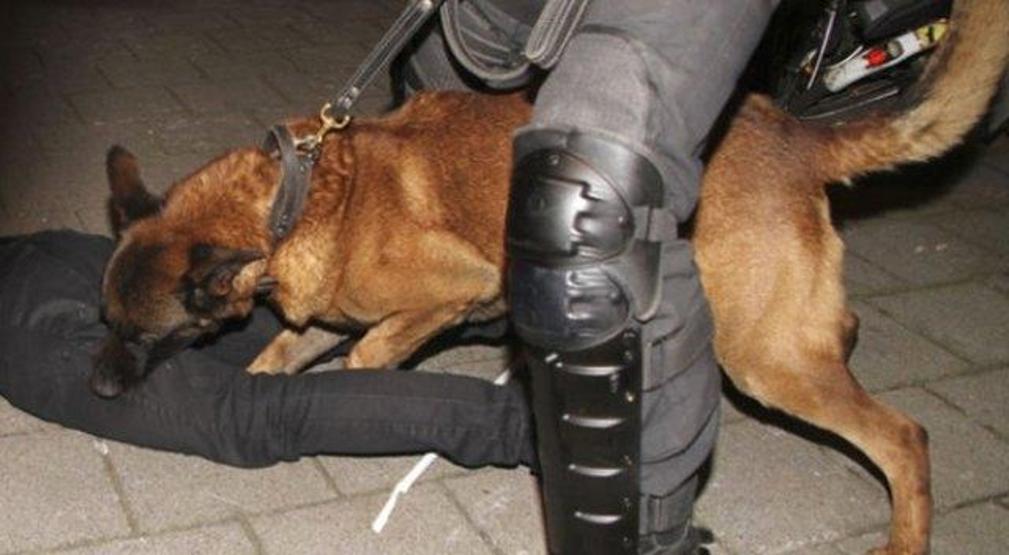 Hollandada polis köpeğinin ısırdığı Türk, İstanbulda tedavi görecek