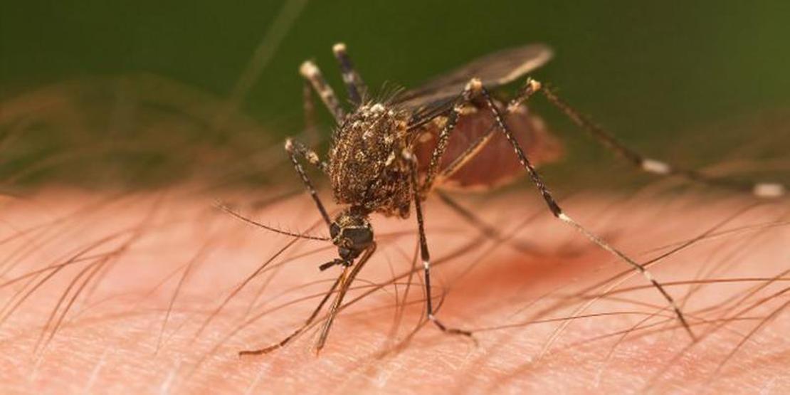 Sivrisinekten bulaşan Dang Humması (Dengue Fever) nedir, belirtileri nelerdir