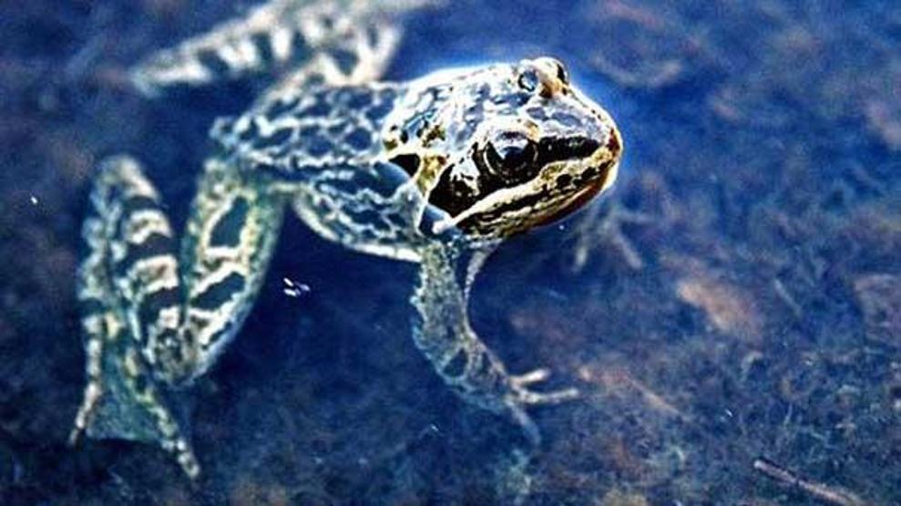 Ölü taklidi yapan Toros kurbağası koruma altında