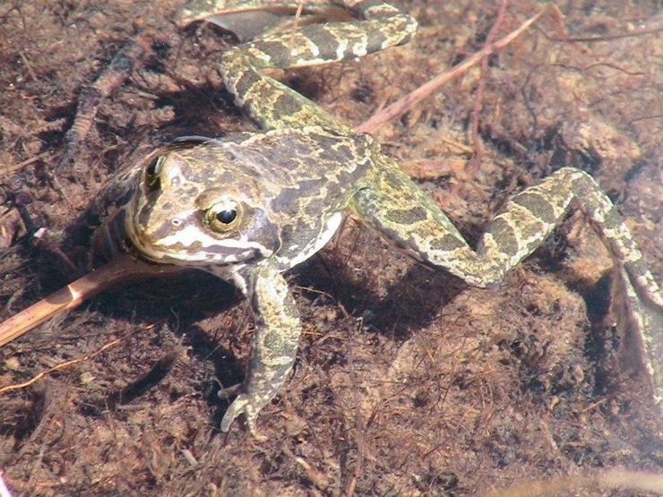 Ölü taklidi yapan Toros kurbağası koruma altında