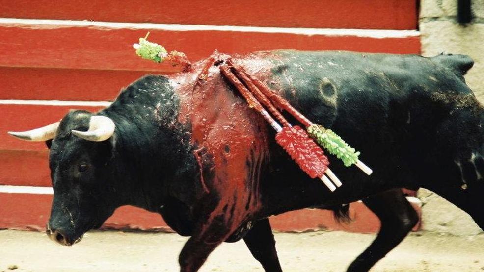 İspanyada devrim... Burada boğa güreşlerinde artık kan dökülmeyecek