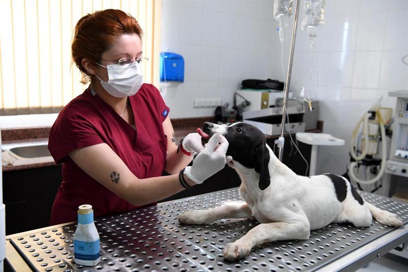 Öğrenciler ve evsiz hayvanlar bu barınakta buluşuyor