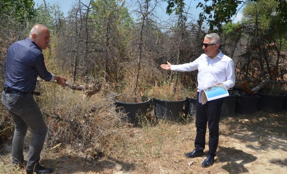 CHPli başkandan ağaç katliamı iddiası