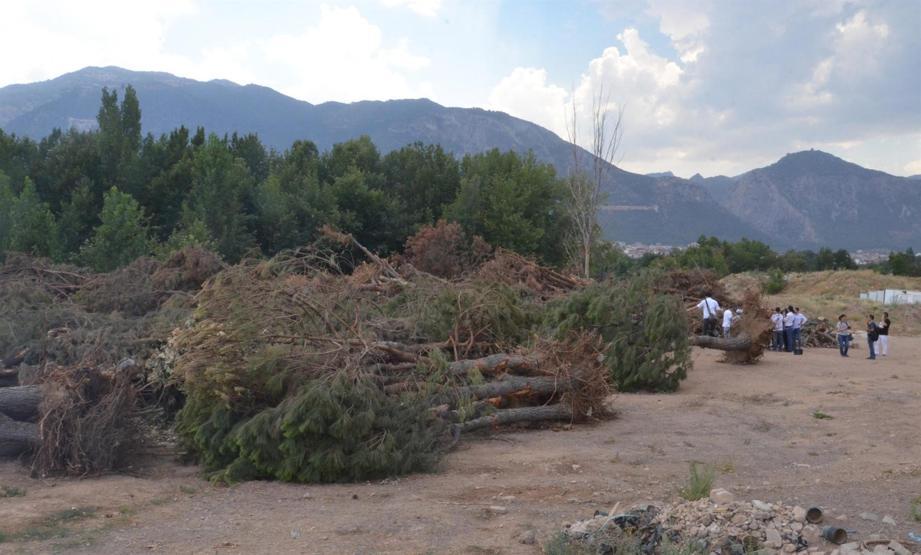 CHPli başkandan ağaç katliamı iddiası