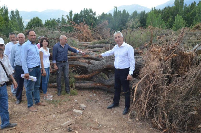 CHPli başkandan ağaç katliamı iddiası