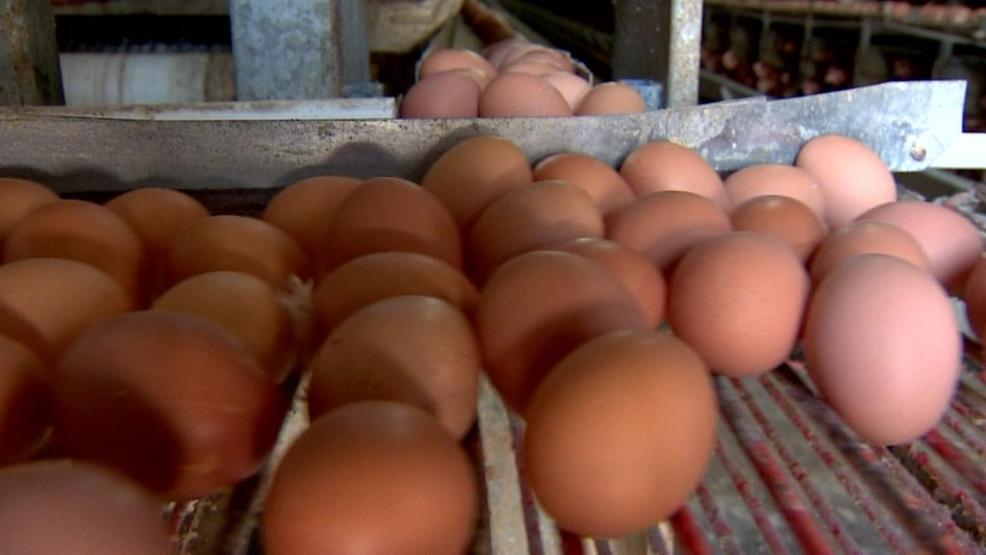 Yumurta satışında yeni dönem Bu numaralara dikkat