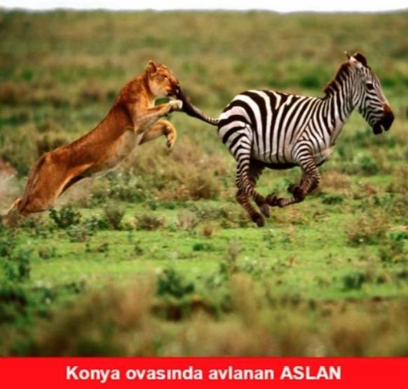 Konyaspor-Galatasaray capsleri