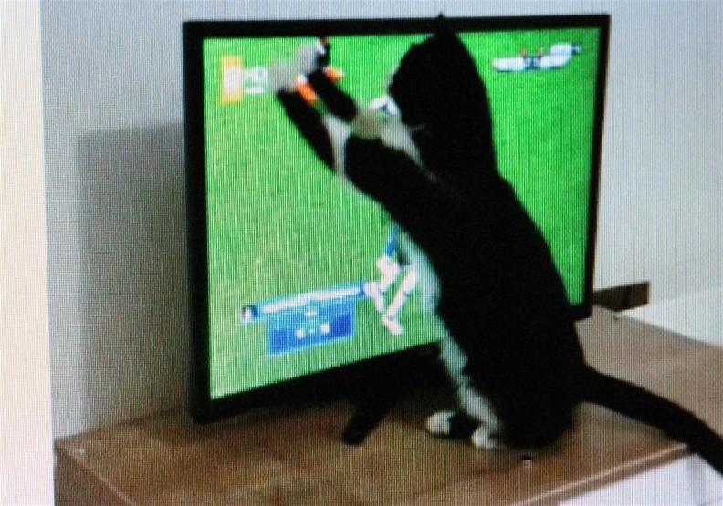 Fanatik kedi Feyyaz, Fenerbahçe-Beşiktaş derbisini böyle izledi