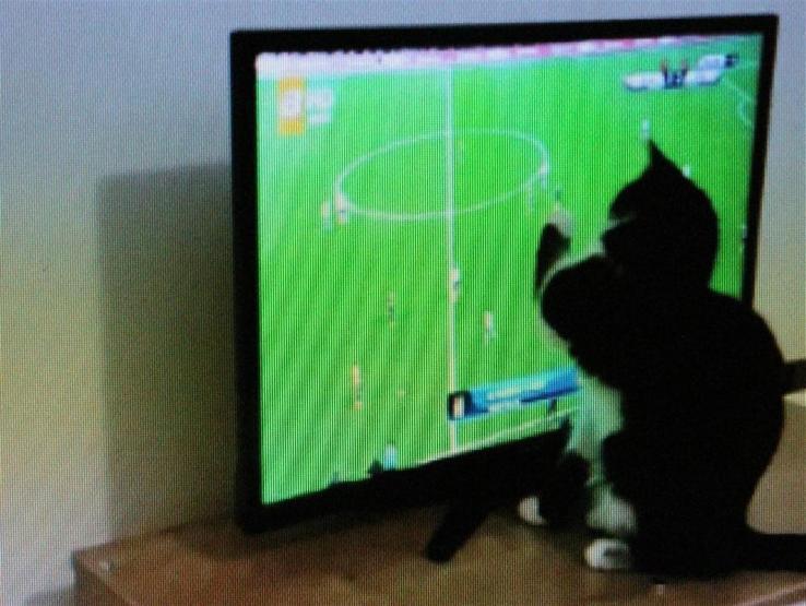 Fanatik kedi Feyyaz, Fenerbahçe-Beşiktaş derbisini böyle izledi