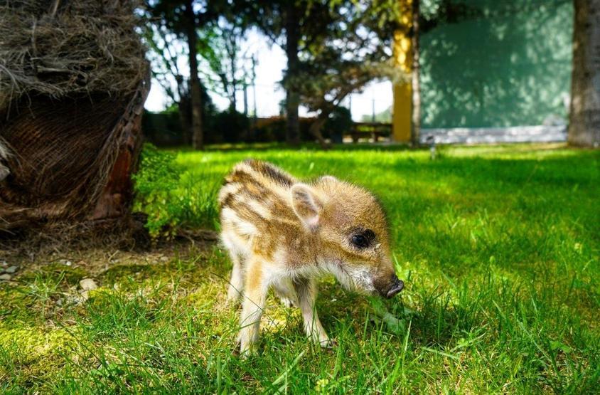 Doğada bulunan yavru domuz koruma altına alındı