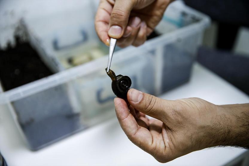 Sülüklerin nesli tükenme tehlikesiyle karşı karşıya