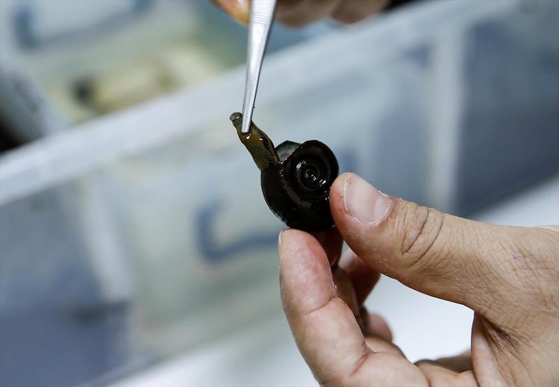 Sülüklerin nesli tükenme tehlikesiyle karşı karşıya