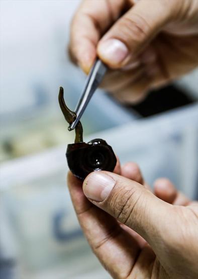 Sülüklerin nesli tükenme tehlikesiyle karşı karşıya