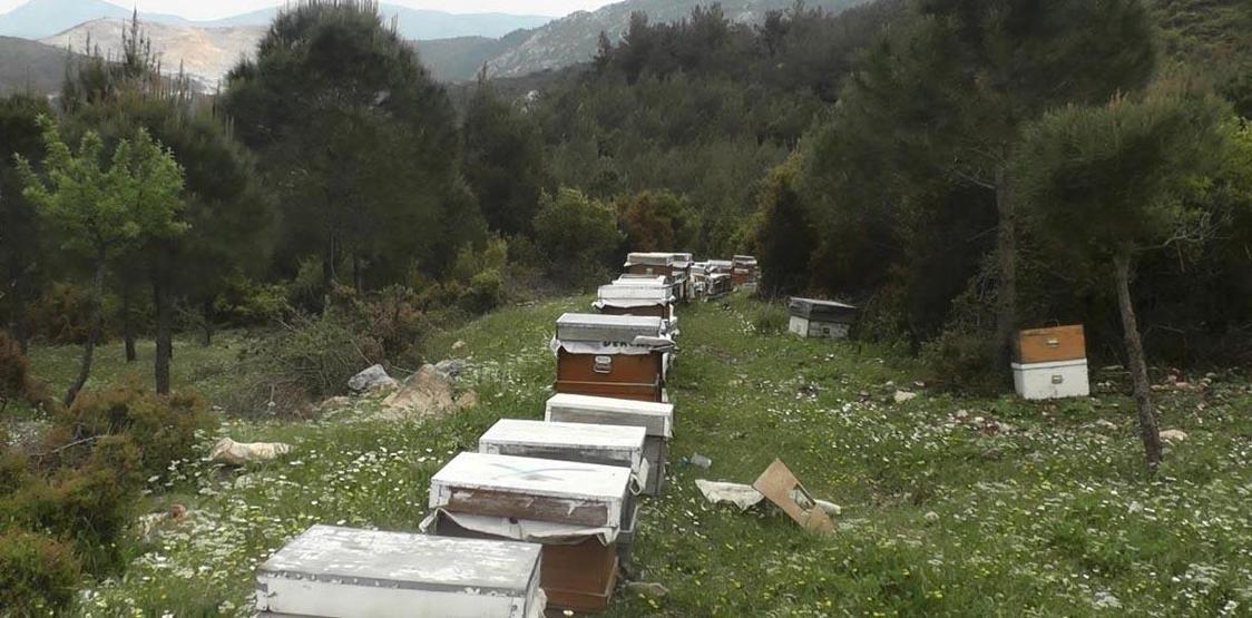 Hobi diye başladı, şimdi ihracat yapıyor