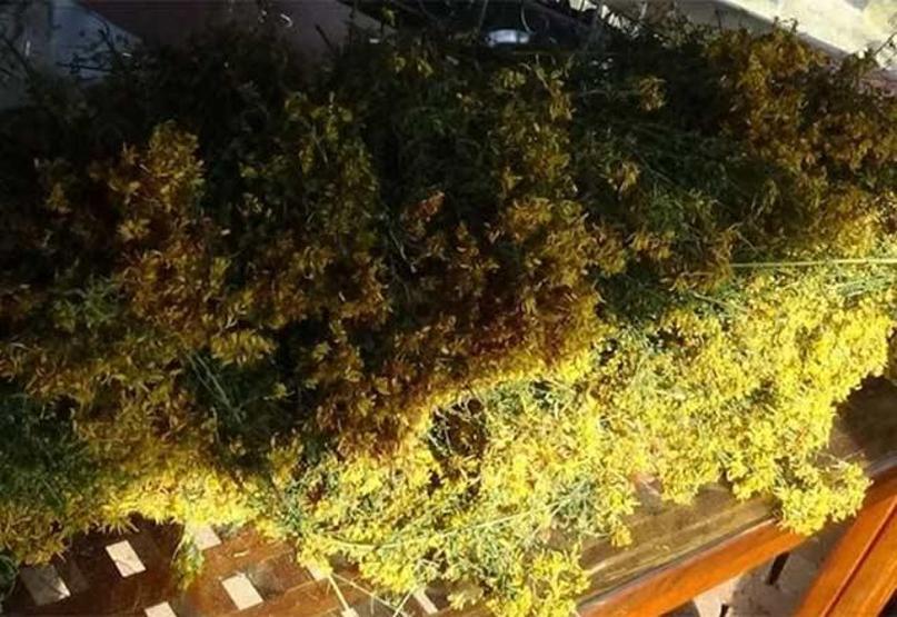 Kazdağlarından gelen şifa: Kantaron yağı