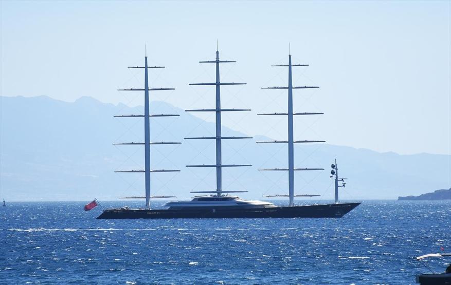 Malta Şahini Bodrumda