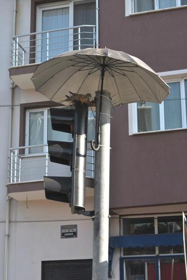 Trafik ışıklarına yuva yapan kumruya şemsiyeli koruma
