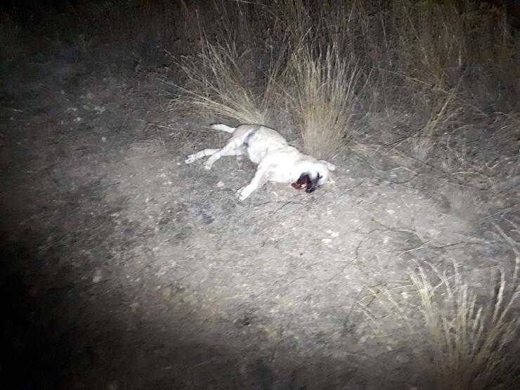 Ankarada 2 sokak köpeği zehirli sosis verilerek öldürüldü