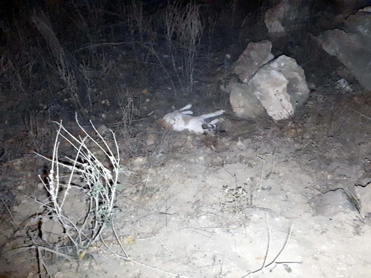 Ankarada 2 sokak köpeği zehirli sosis verilerek öldürüldü
