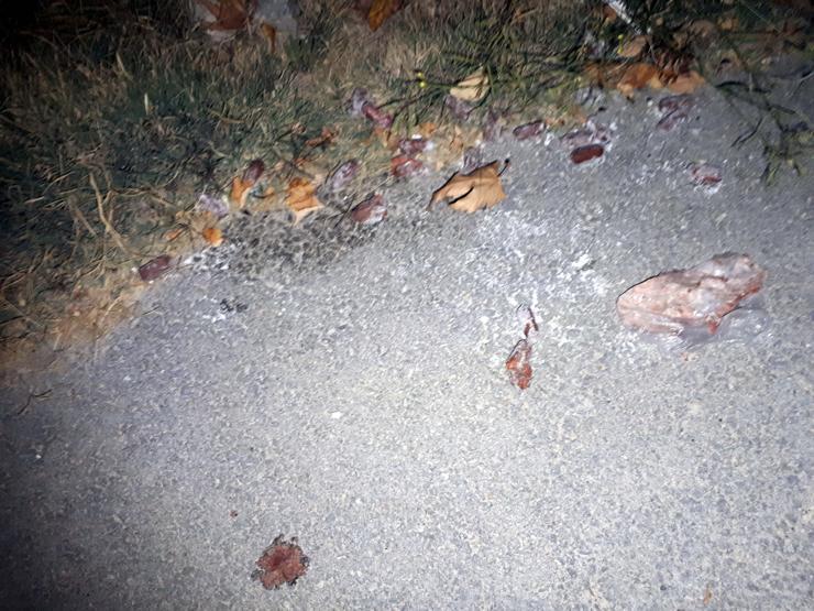 Ankarada 2 sokak köpeği zehirli sosis verilerek öldürüldü