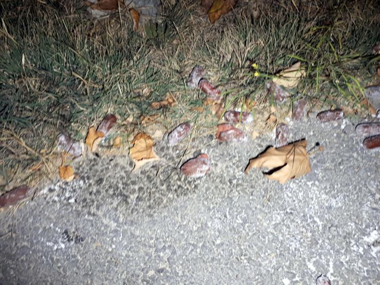 Ankarada 2 sokak köpeği zehirli sosis verilerek öldürüldü