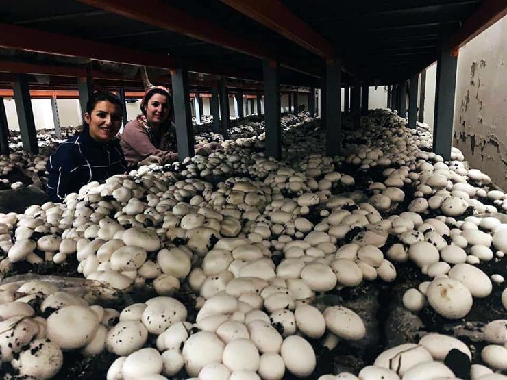 2 ev kadını mantar tesisi kurup, 15 kişiyi işe aldı