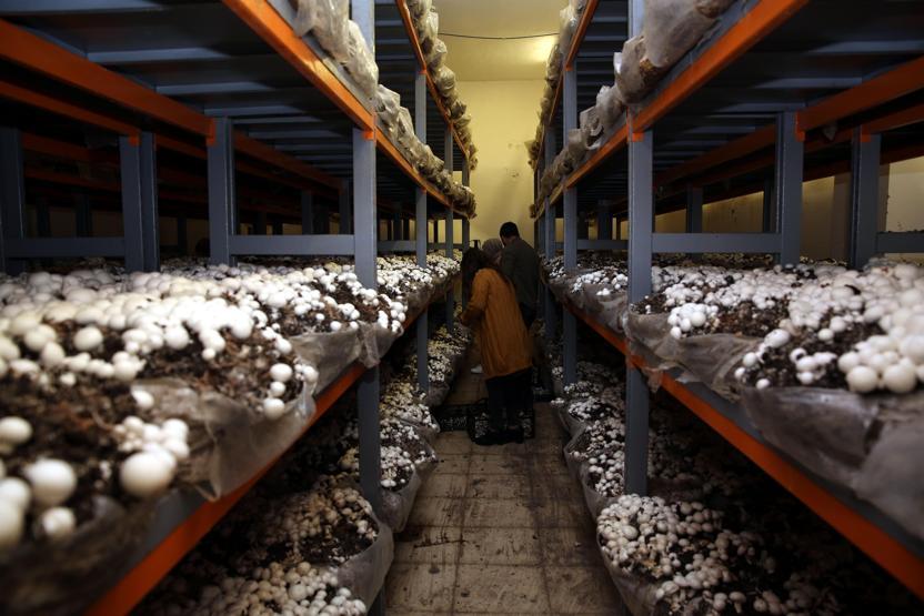 2 ev kadını mantar tesisi kurup, 15 kişiyi işe aldı