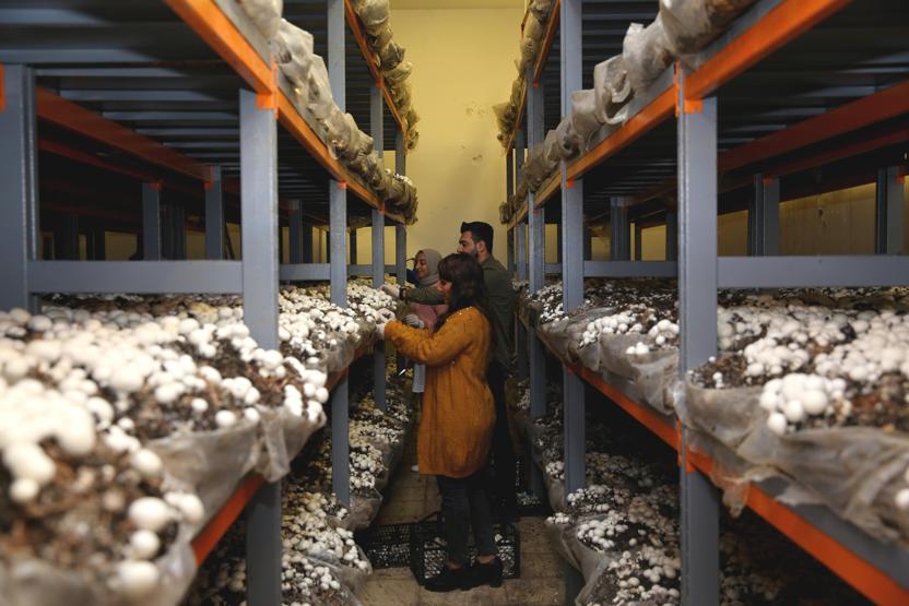 2 ev kadını mantar tesisi kurup, 15 kişiyi işe aldı