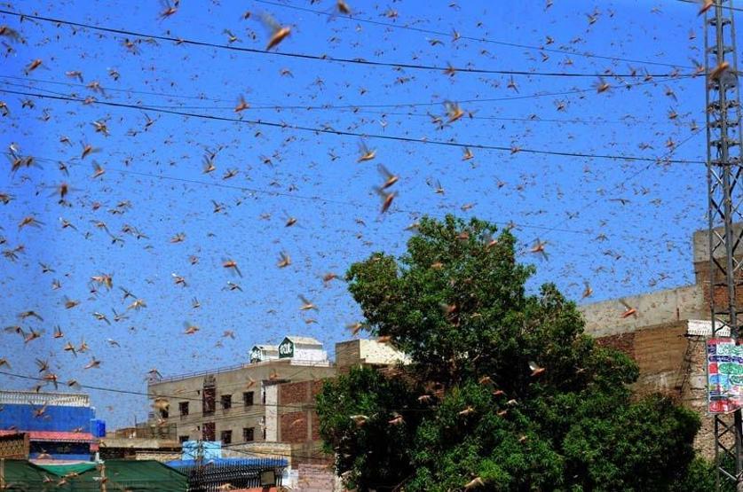 Pakistan’da çekirgeler istila etti OHAL ilan edildi