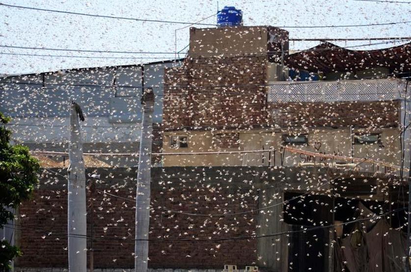 Pakistan’da çekirgeler istila etti OHAL ilan edildi