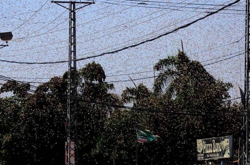 Pakistan’da çekirgeler istila etti OHAL ilan edildi