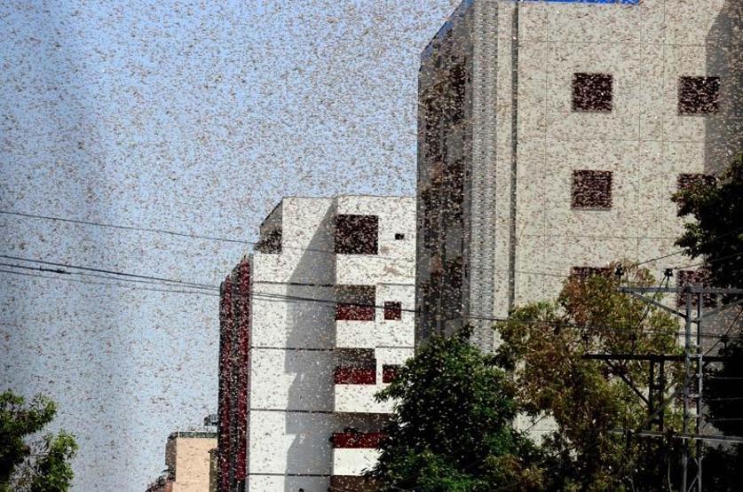 Pakistan’da çekirgeler istila etti OHAL ilan edildi