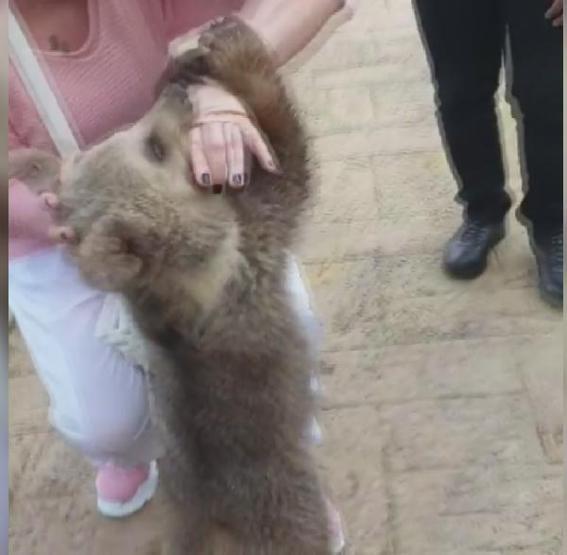 Ünlü şarkıcı Emel Müftüoğlu ayı saldırısına uğradı