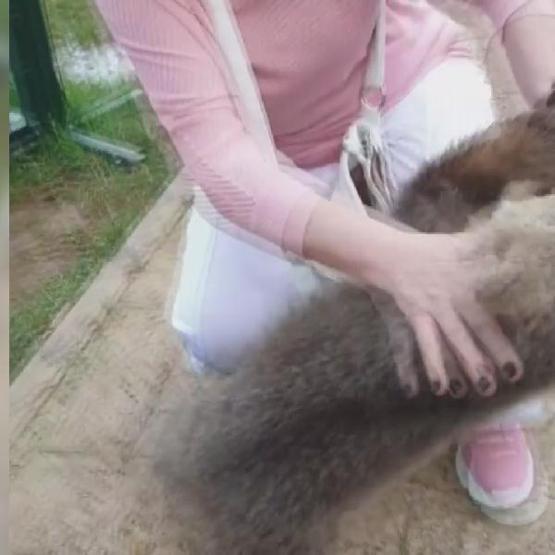 Ünlü şarkıcı Emel Müftüoğlu ayı saldırısına uğradı