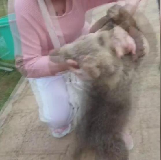 Ünlü şarkıcı Emel Müftüoğlu ayı saldırısına uğradı