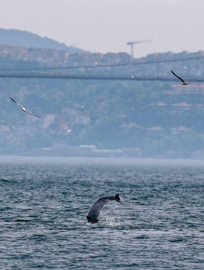 Yunuslar İstanbulda adeta şov yaptı