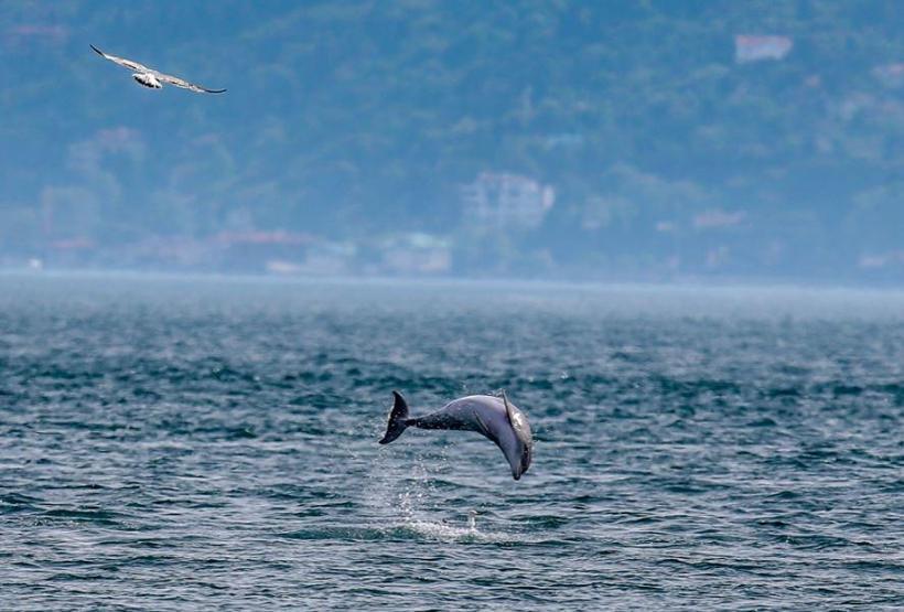 Yunuslar İstanbulda adeta şov yaptı