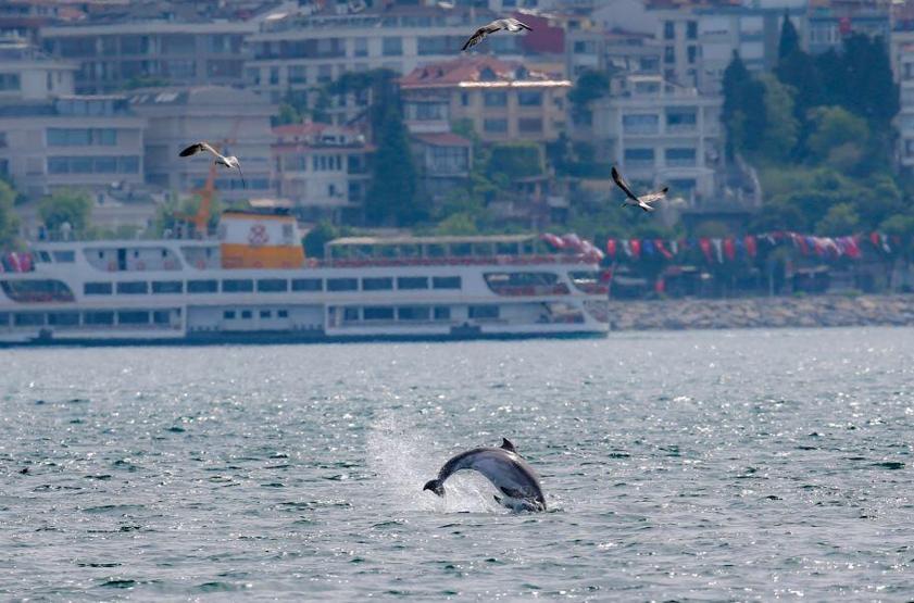 Yunuslar İstanbulda adeta şov yaptı