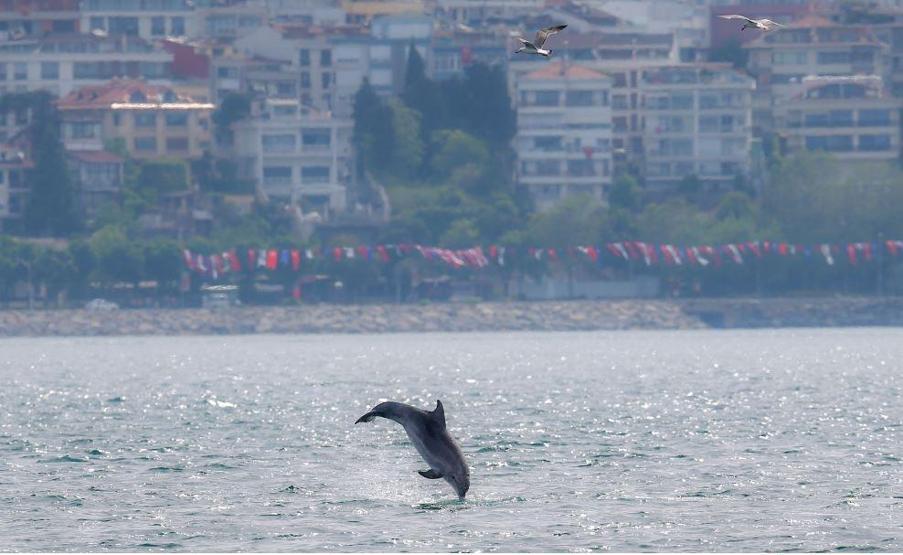 Yunuslar İstanbulda adeta şov yaptı