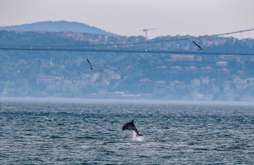 Yunuslar İstanbulda adeta şov yaptı