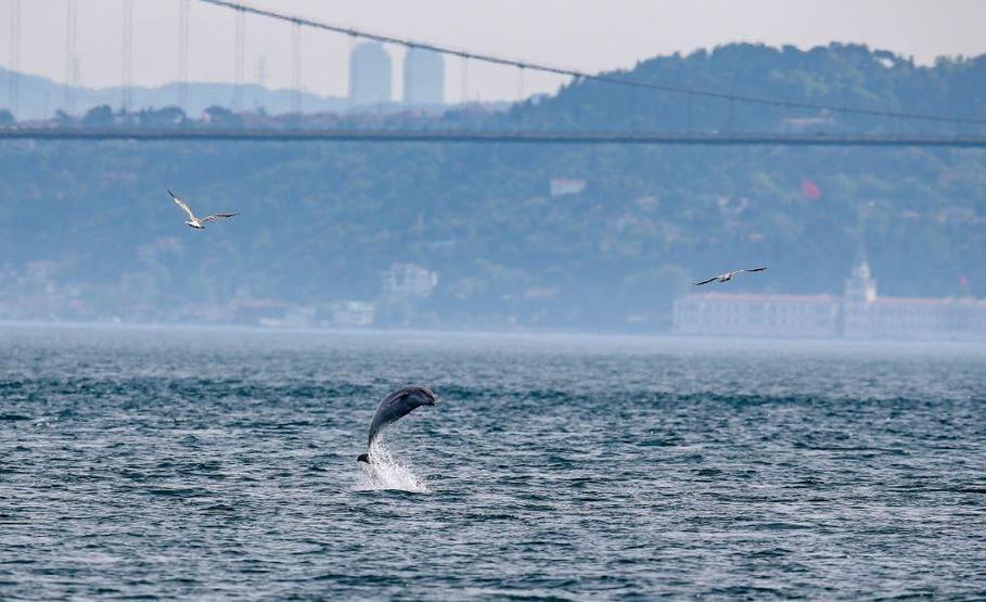 Yunuslar İstanbulda adeta şov yaptı