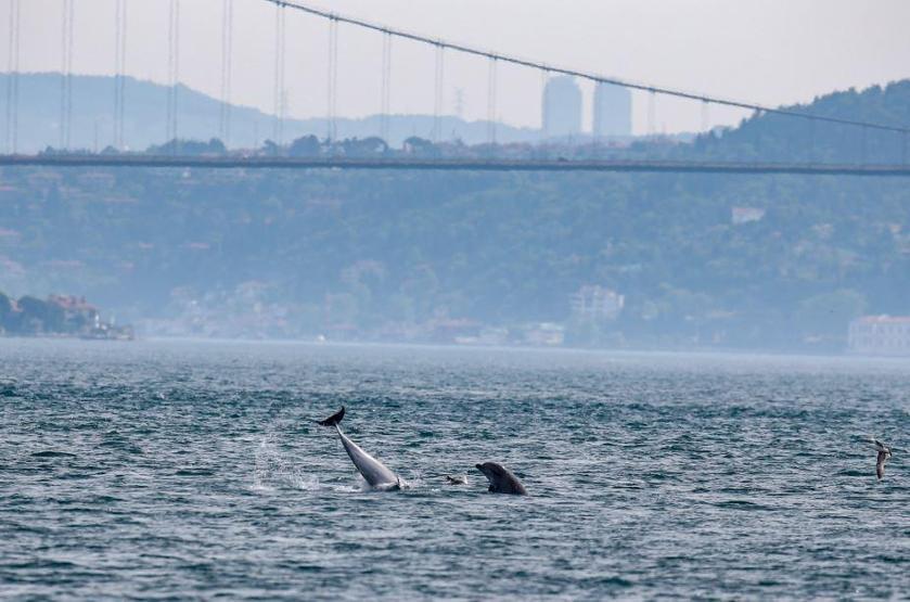 Yunuslar İstanbulda adeta şov yaptı