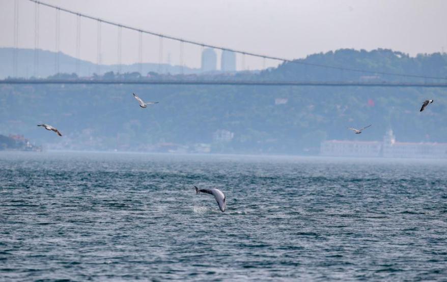 Yunuslar İstanbulda adeta şov yaptı