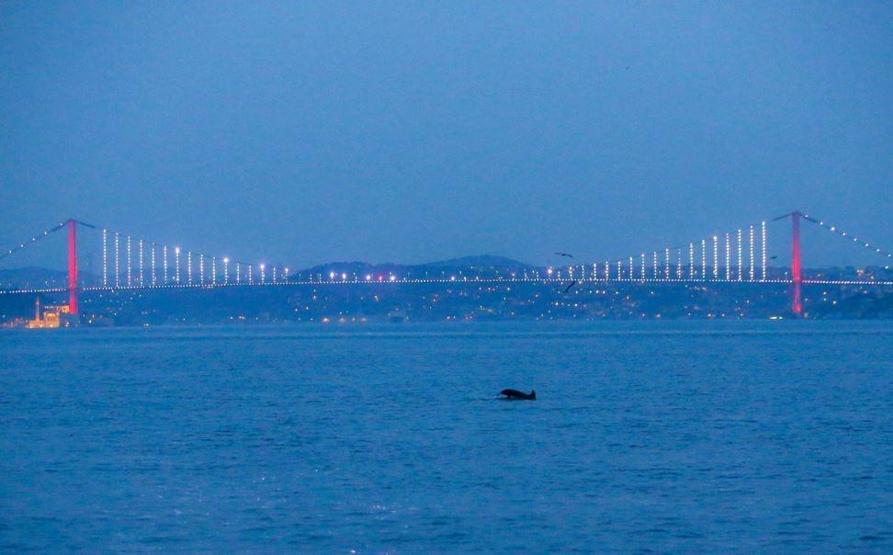 Yunuslar İstanbulda adeta şov yaptı