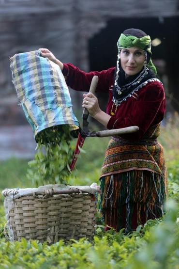 Doğu Karadeniz’de yaş çay hasadı başladı